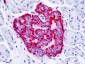 GPER1 / GPR30 Antibody (Cytoplasmic Domain)